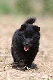 SCHIPPERKE 253